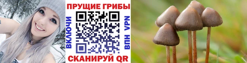Галлюциногенные грибы MAGIC MUSHROOMS  закладки  Камызяк 